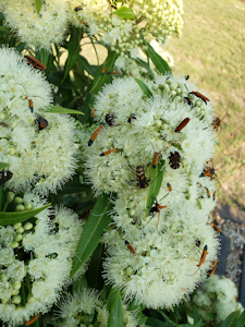lemon myrtle in bloom